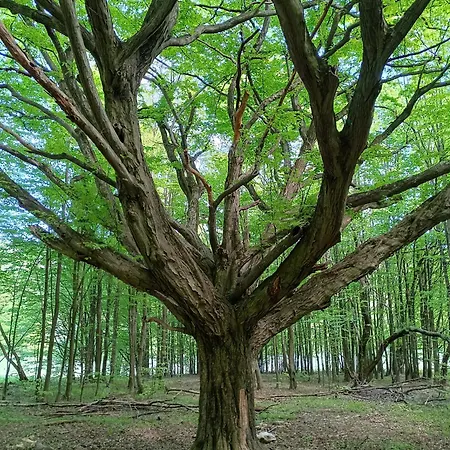 Διαμέρισμα Buekki Csend Vendeghaz *